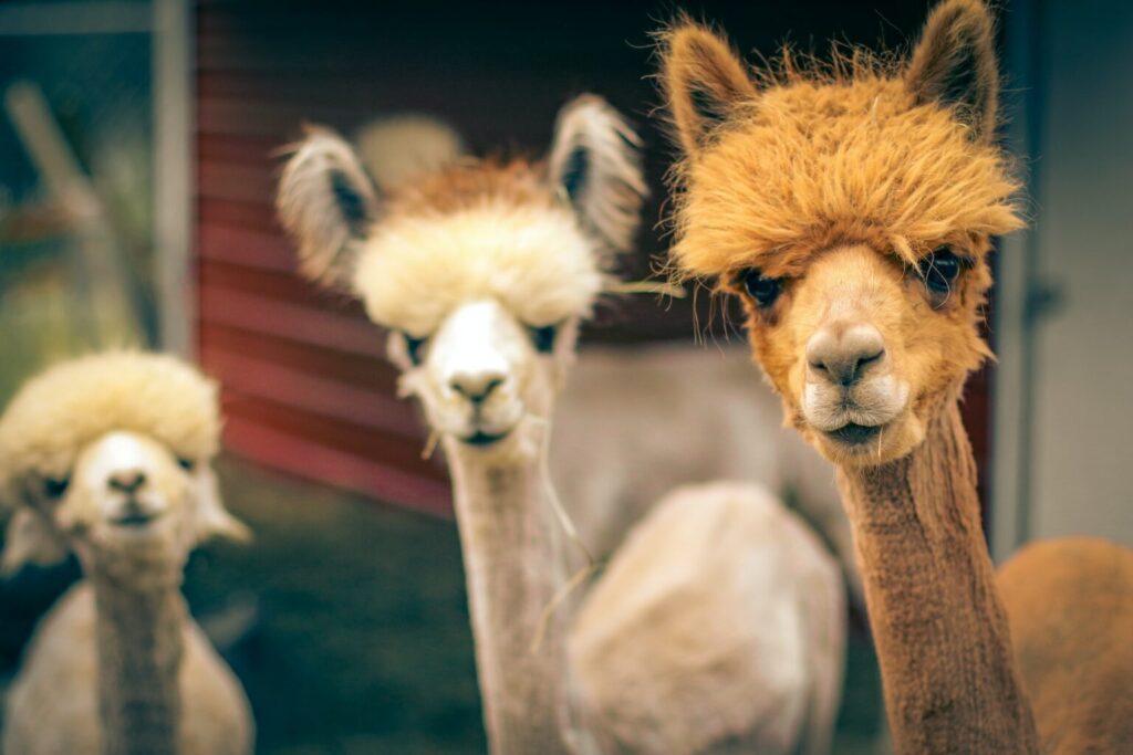 A heard of llamas