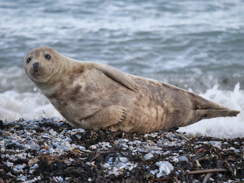 A seal near the Lincolnshire coast at the Mablethorpe seal sanctuary