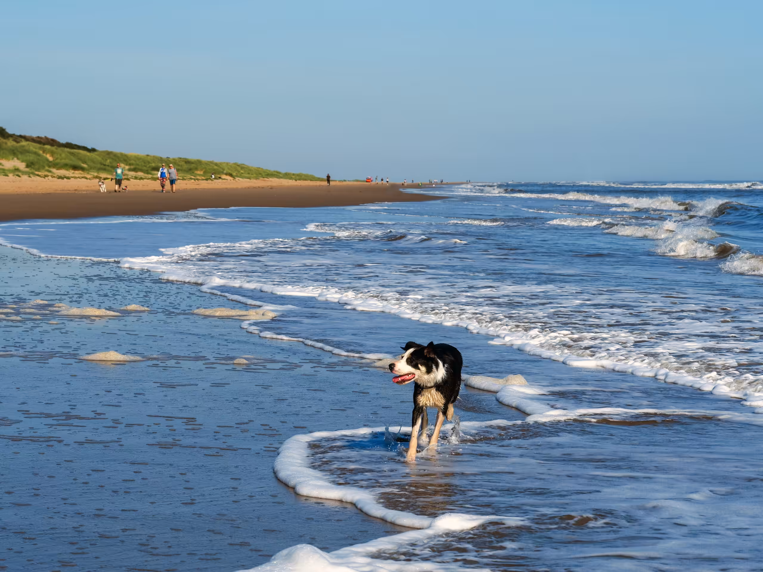 Dog on a beach in Mablethorpe