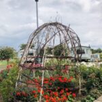 A garden trellis with pretty red flowers growing beneath it
