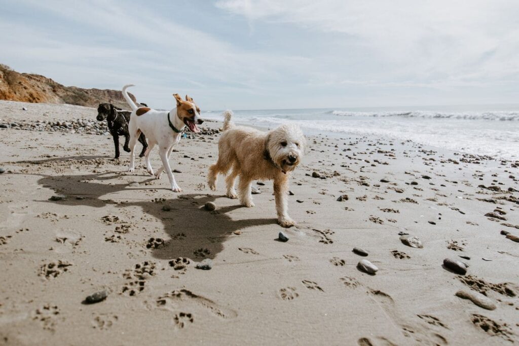 dogs walking on a beach in mablethorpe