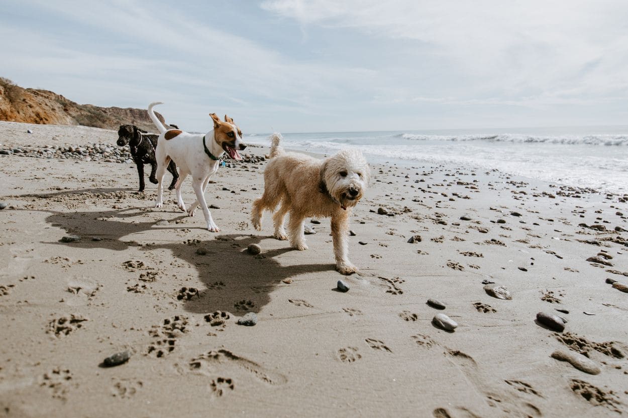 dogs walking on a beach in mablethorpe